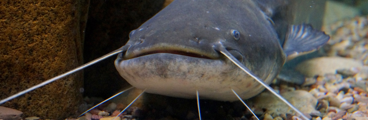 Akvárium Vratislavský dům Akvárium Vratislavský dům